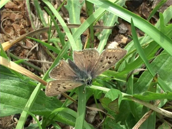 Brauner Feuerfalter ( Lycaena tityrus ), Männchen : Nettersheim/Urfttal, Eifel, 19.08.2006